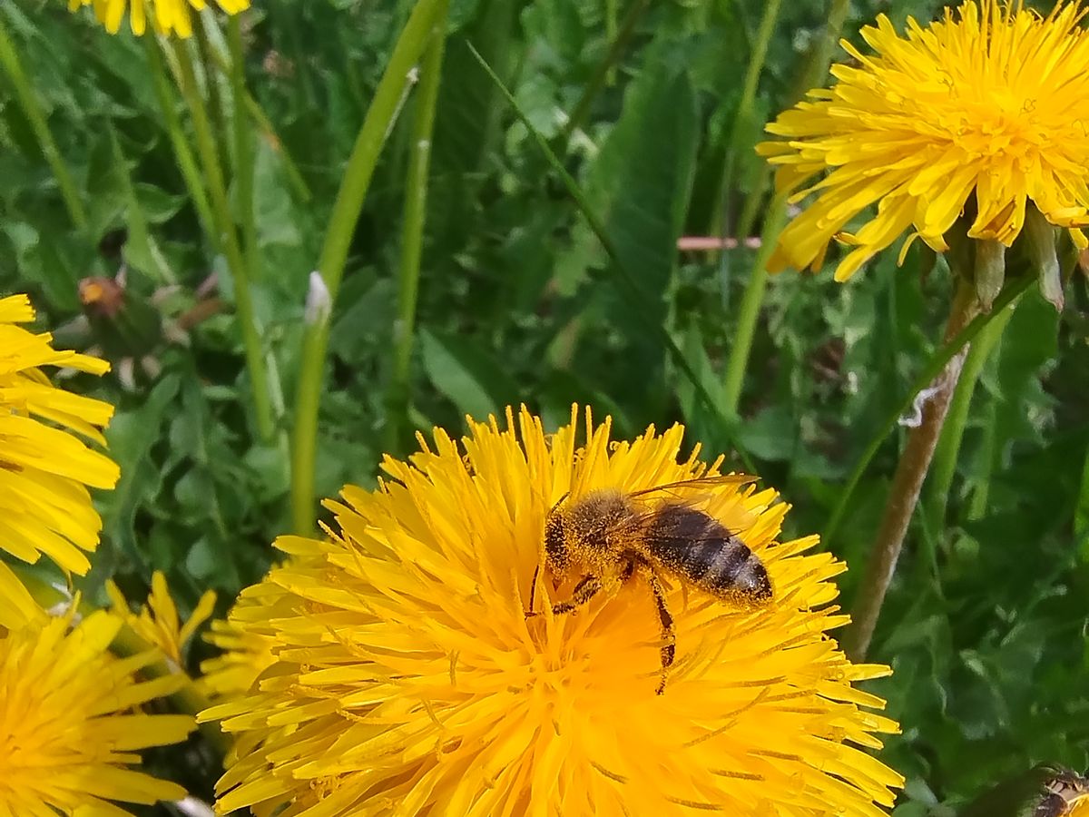 A honeybee gathering pollen from a dandelion, an early-season forage plant in Rauma