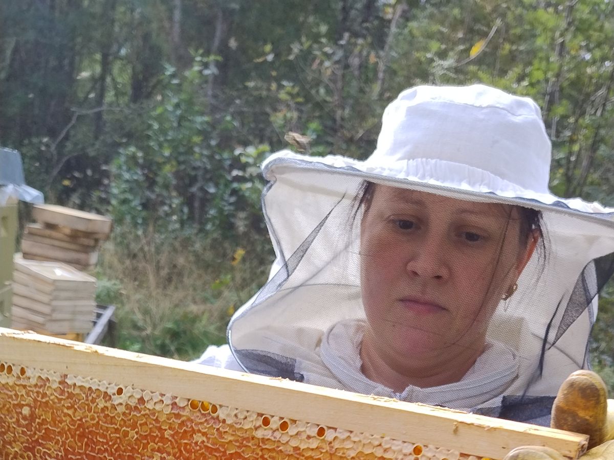 Inspecting a frame with darker, reddish-toned stored pollen