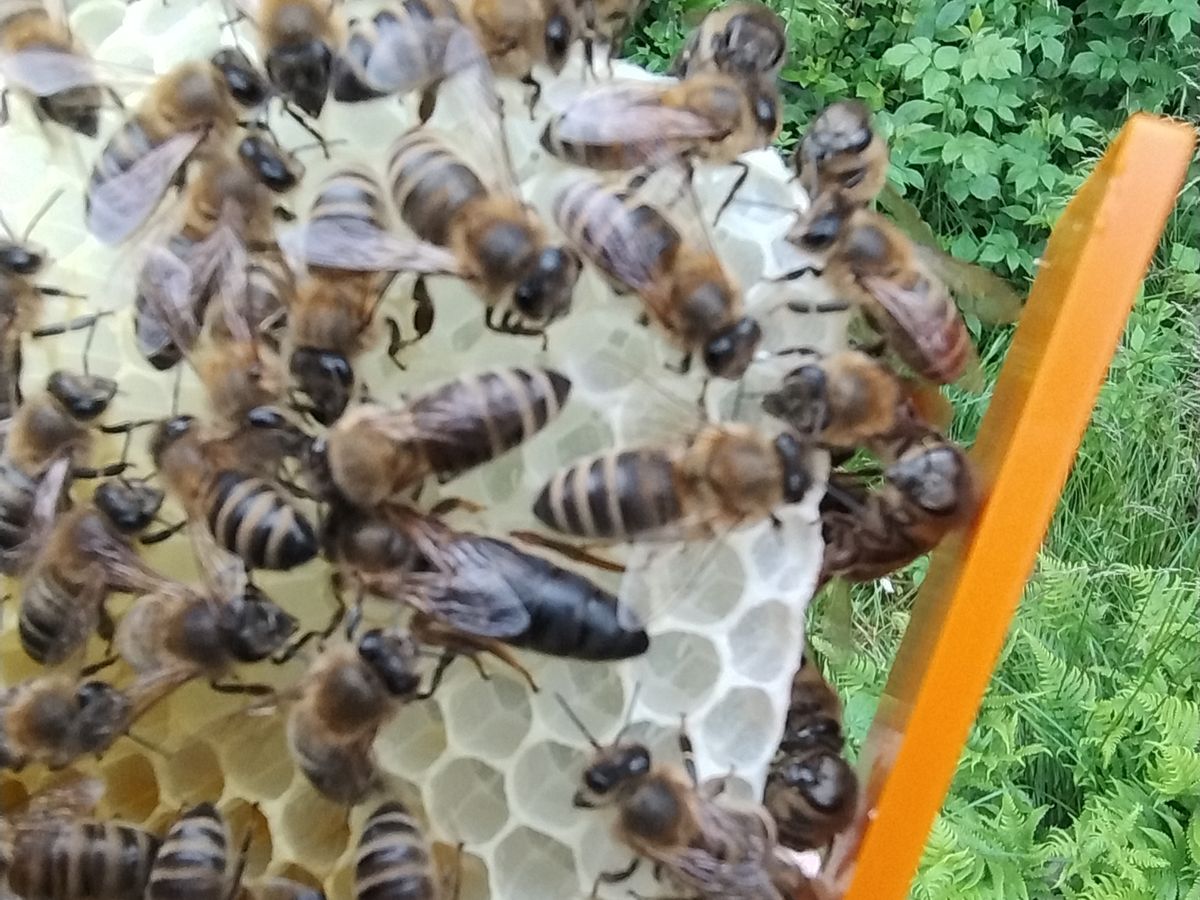 Close-up of bees working a comb next to the hive tool