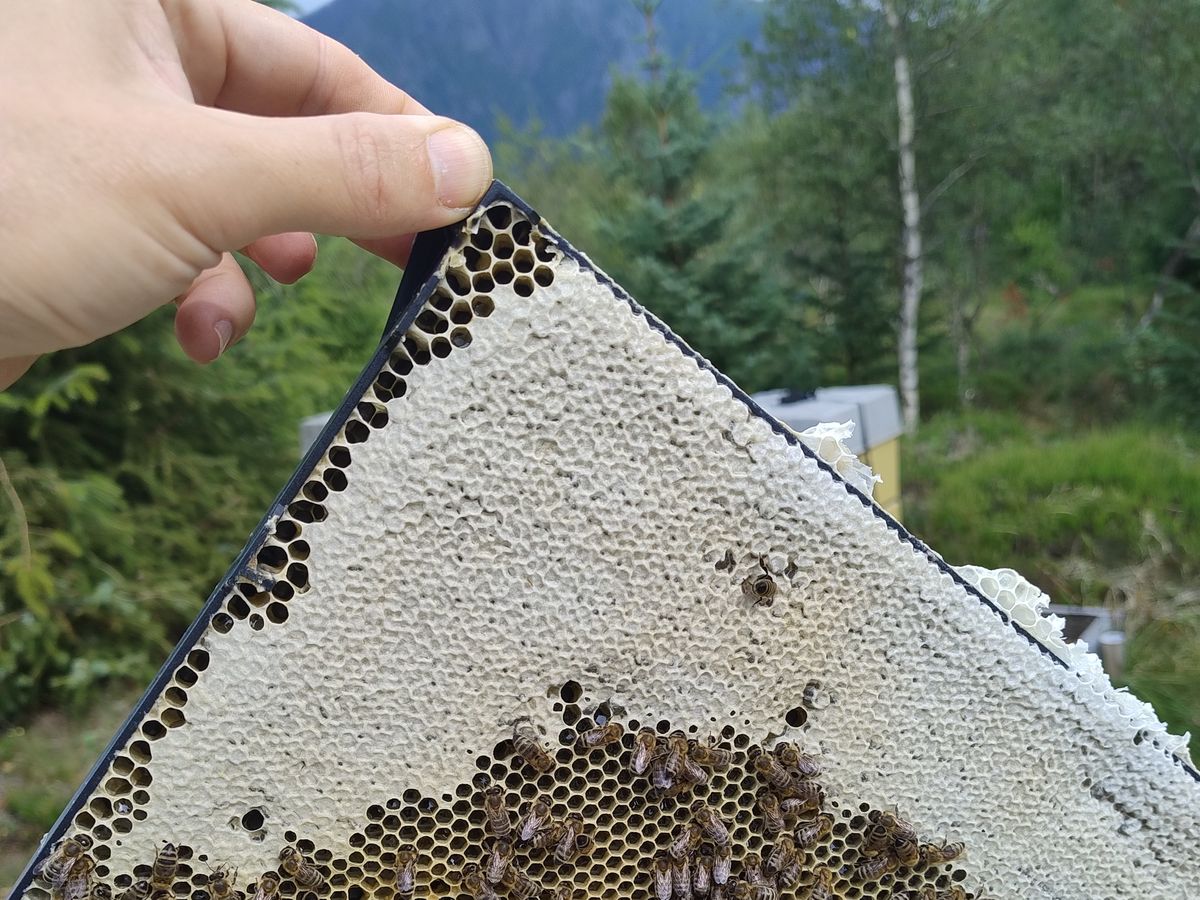 Holding up a capped honeycomb frame with the mountains behind