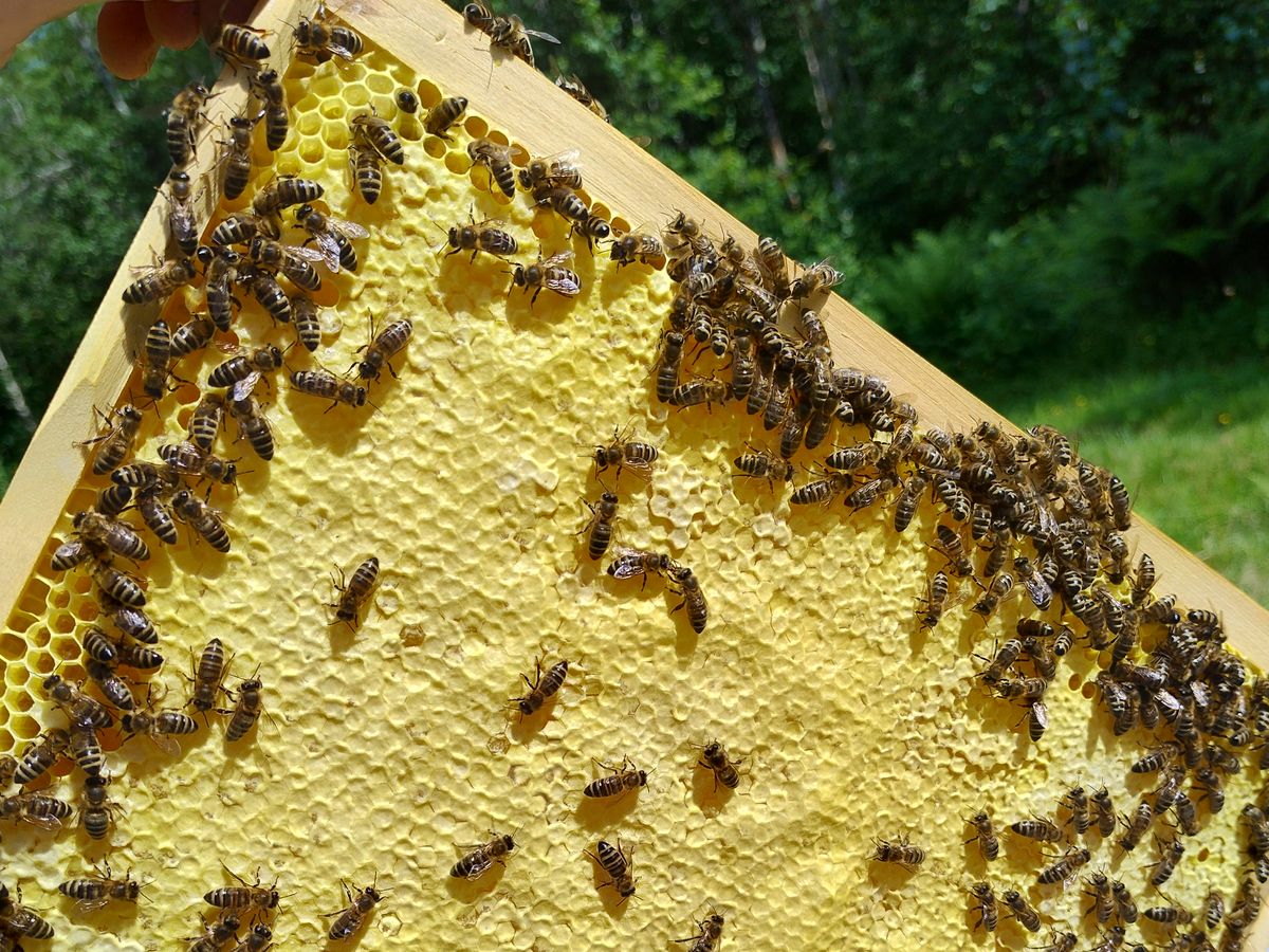 A fully capped frame of honey held up in the sunshine