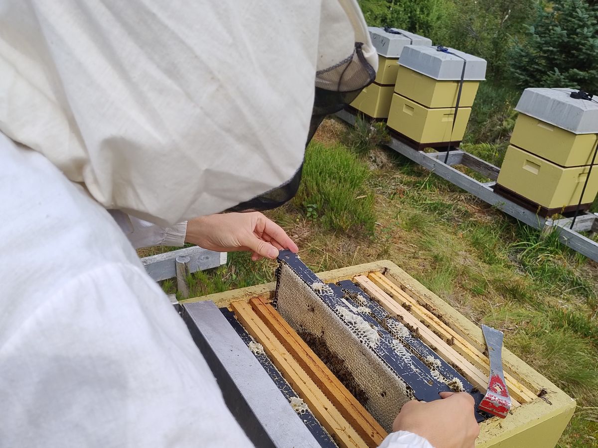 Lifting a frame for inspection, hives and mountains in the background