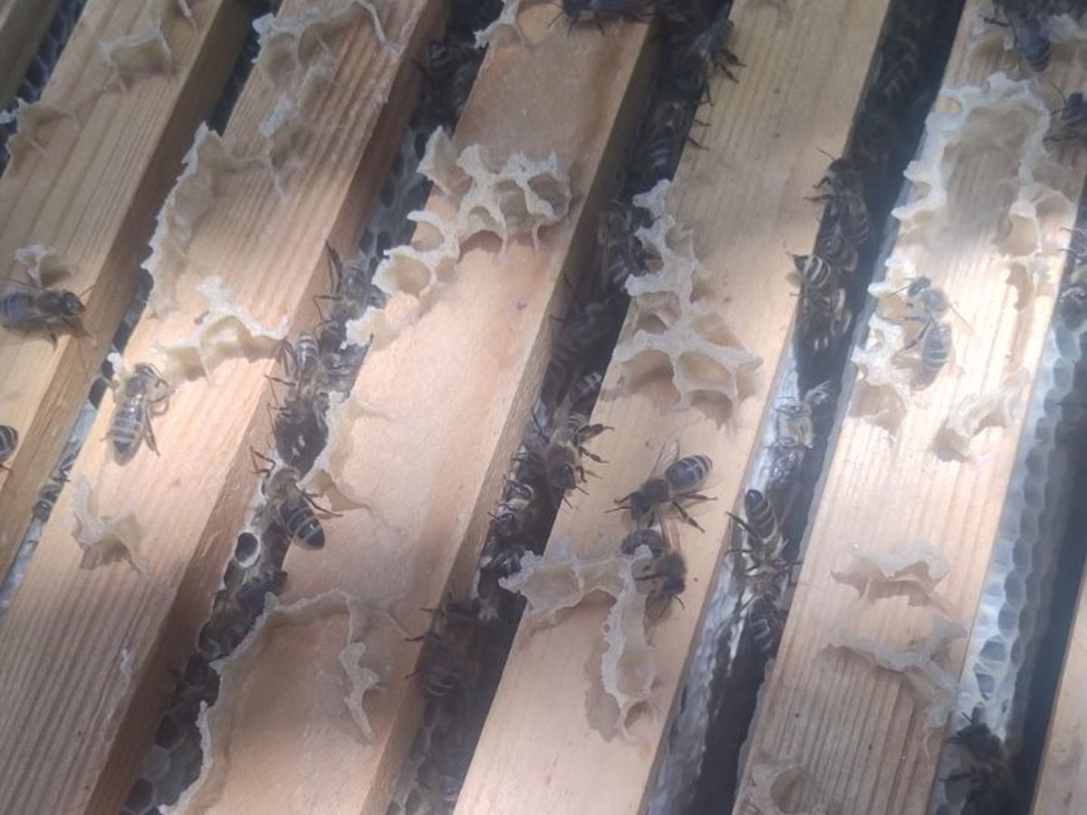 Bees at work on an open honeycomb frame fresh out of the hive