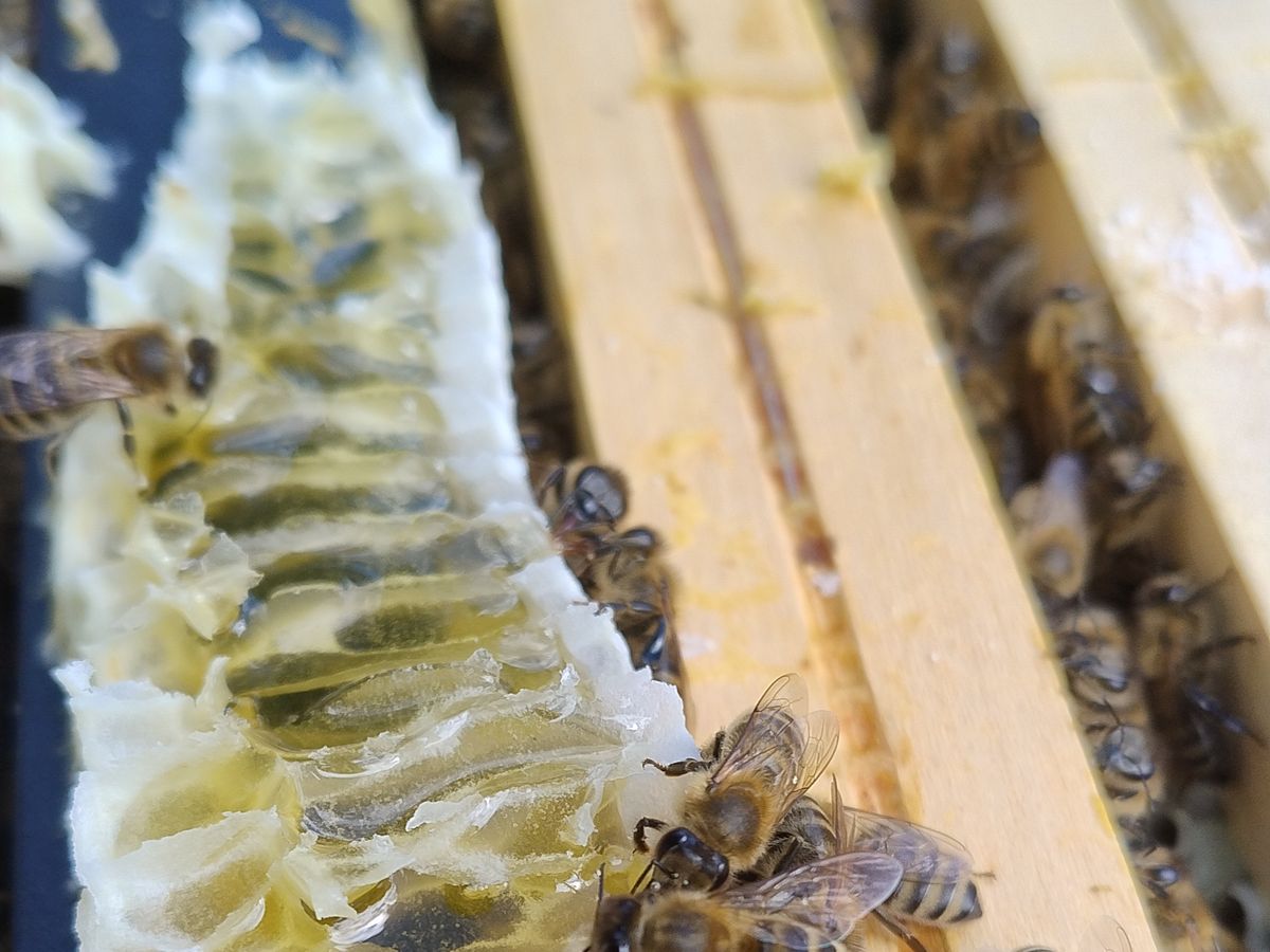 Close-up of honeybees capping and tending a honeycomb frame