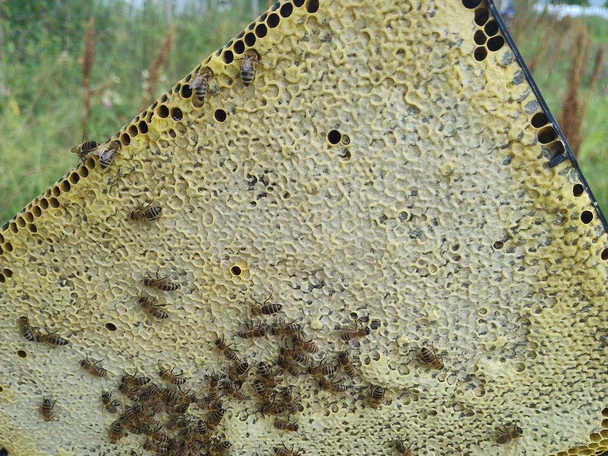A capped honeycomb frame lifted from the hive, with the Isfjorden shoreline in the background