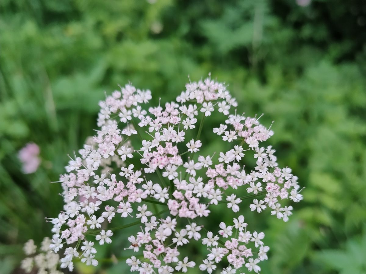 Wild angelica in flower, part of the summer meadow forage around Åndalsnes