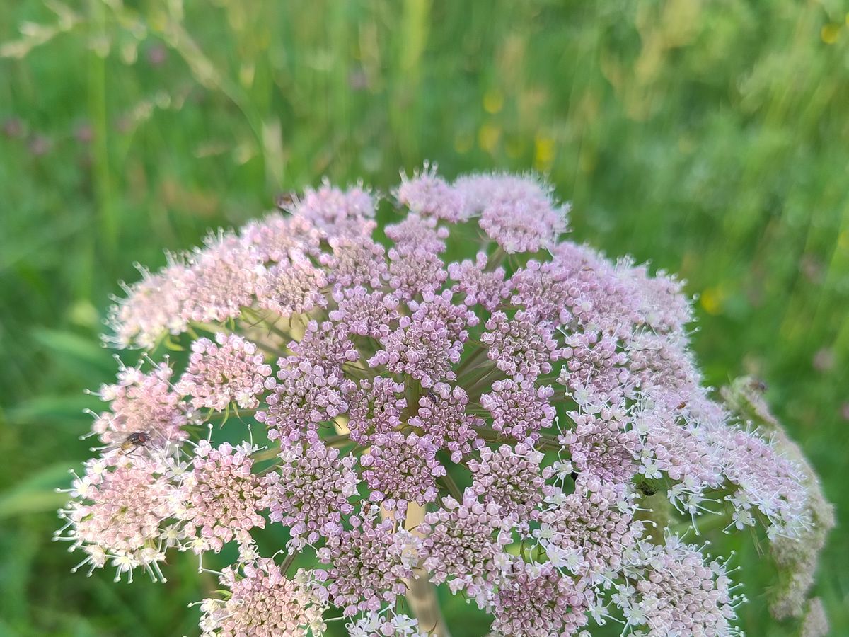 Wild angelica in full bloom, a pale pink-and-white umbrella flower common in the Rauma valley