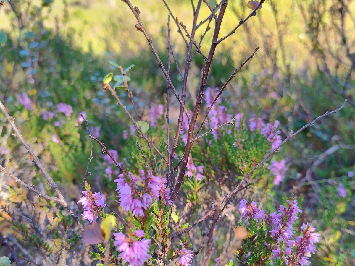 Heather (Calluna vulgaris) in bloom on the coastal moorland