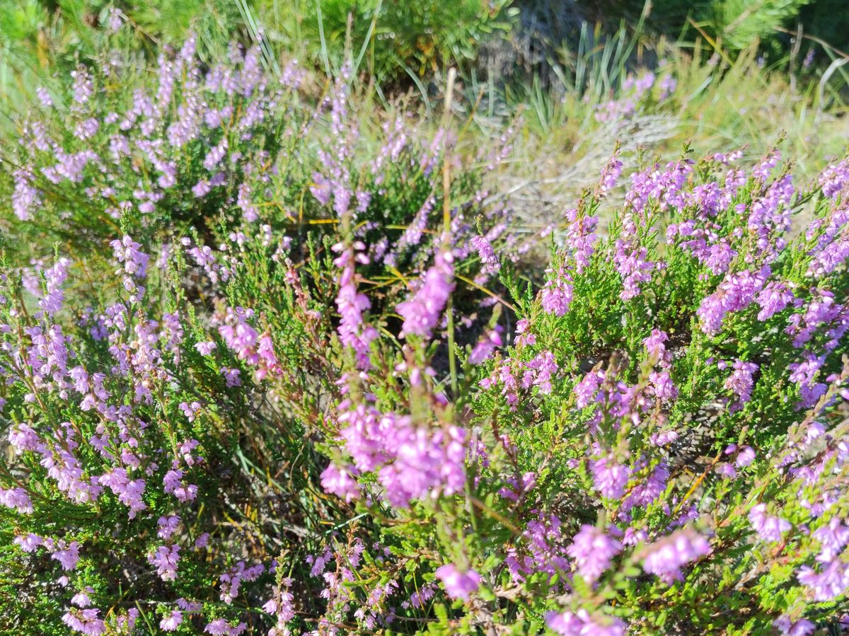 Close-up of flowering heather, the source of Lynghonning