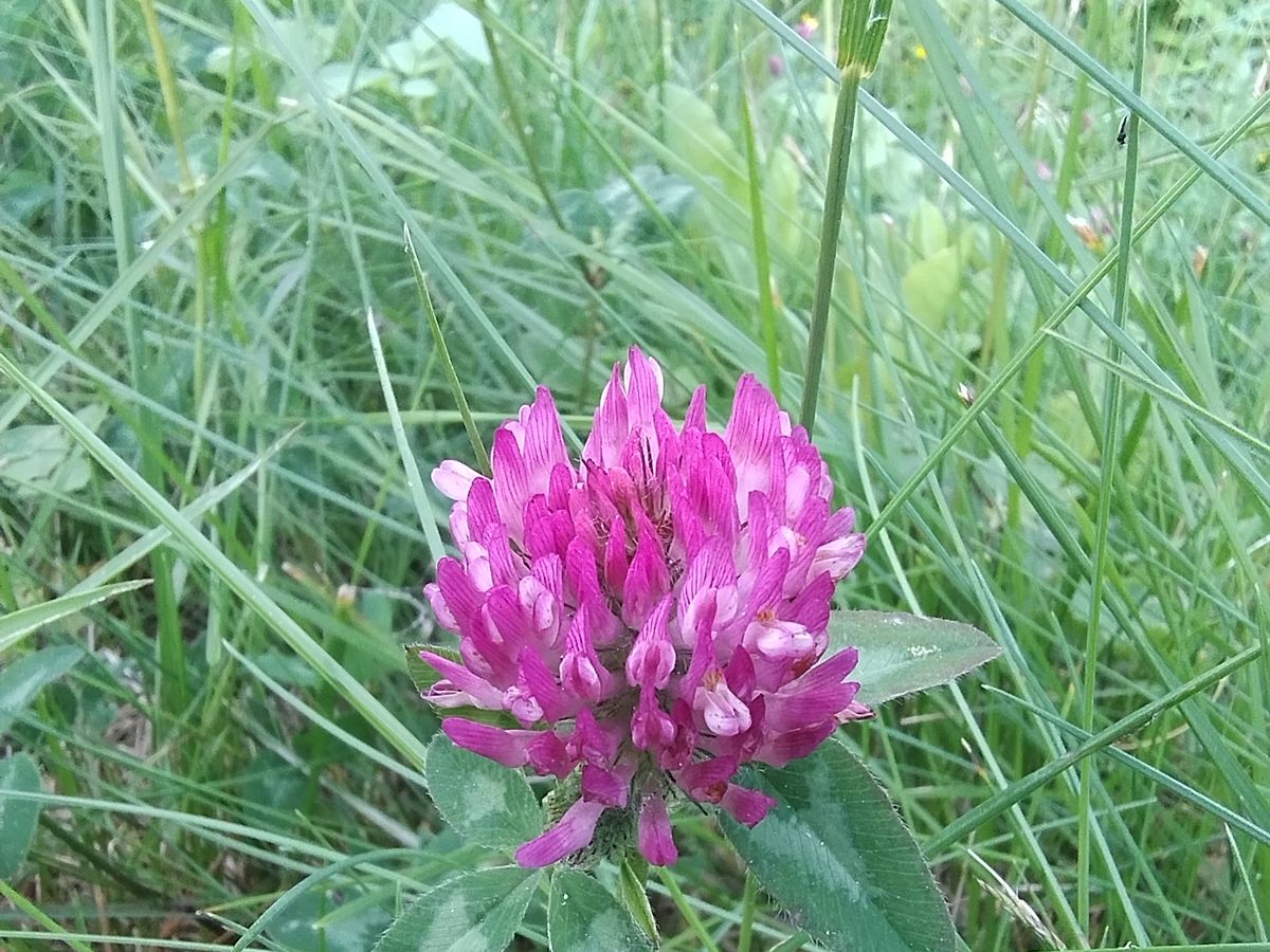 Red clover in bloom, one of the summer forage plants for Rauma Honning's bees