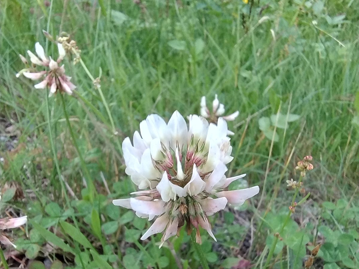 White clover flowering in a Rauma meadow, a key source for Hvitkløver Lyng honey