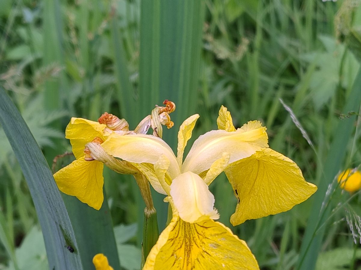 Wild yellow iris (Iris pseudacorus) growing near the hives in the Rauma valley
