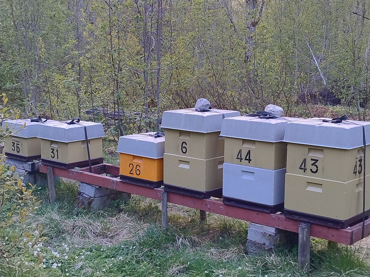 A row of Rauma Honning beehives on their stand in the Romsdal valley, mountains behind