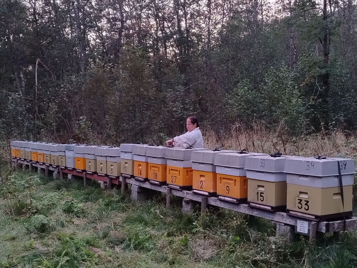 Checking a long row of hives at dusk in the Rauma valley