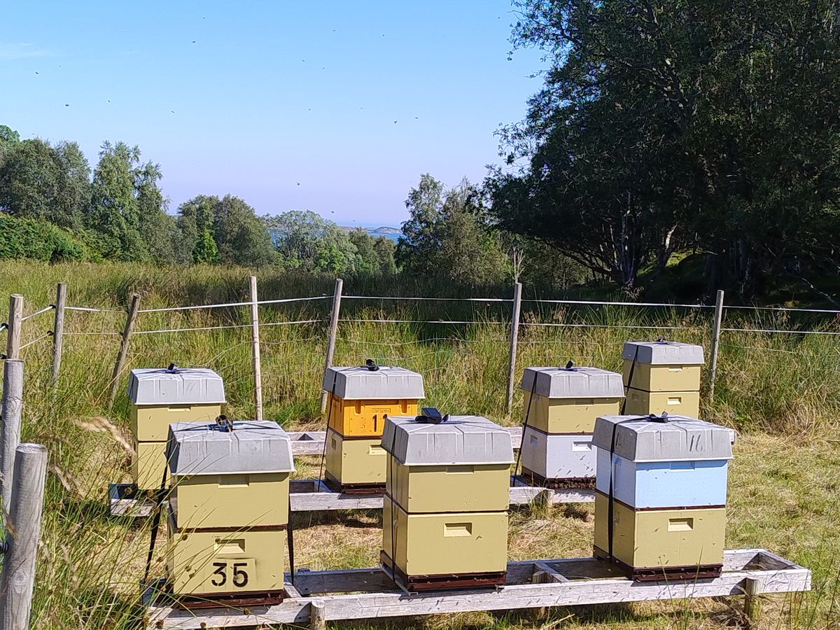 Hives in a fenced meadow with a view toward the fjord
