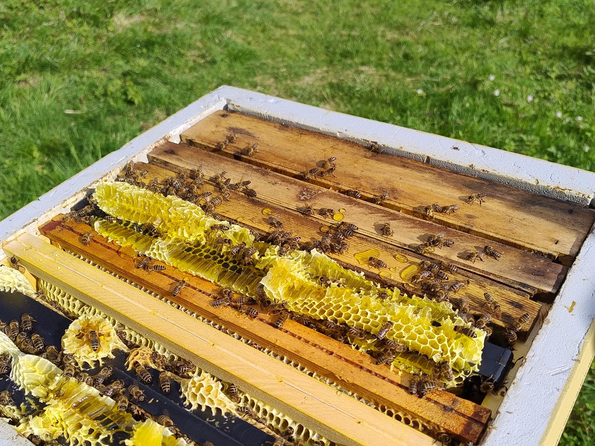 Bees building and capping natural comb across several frames