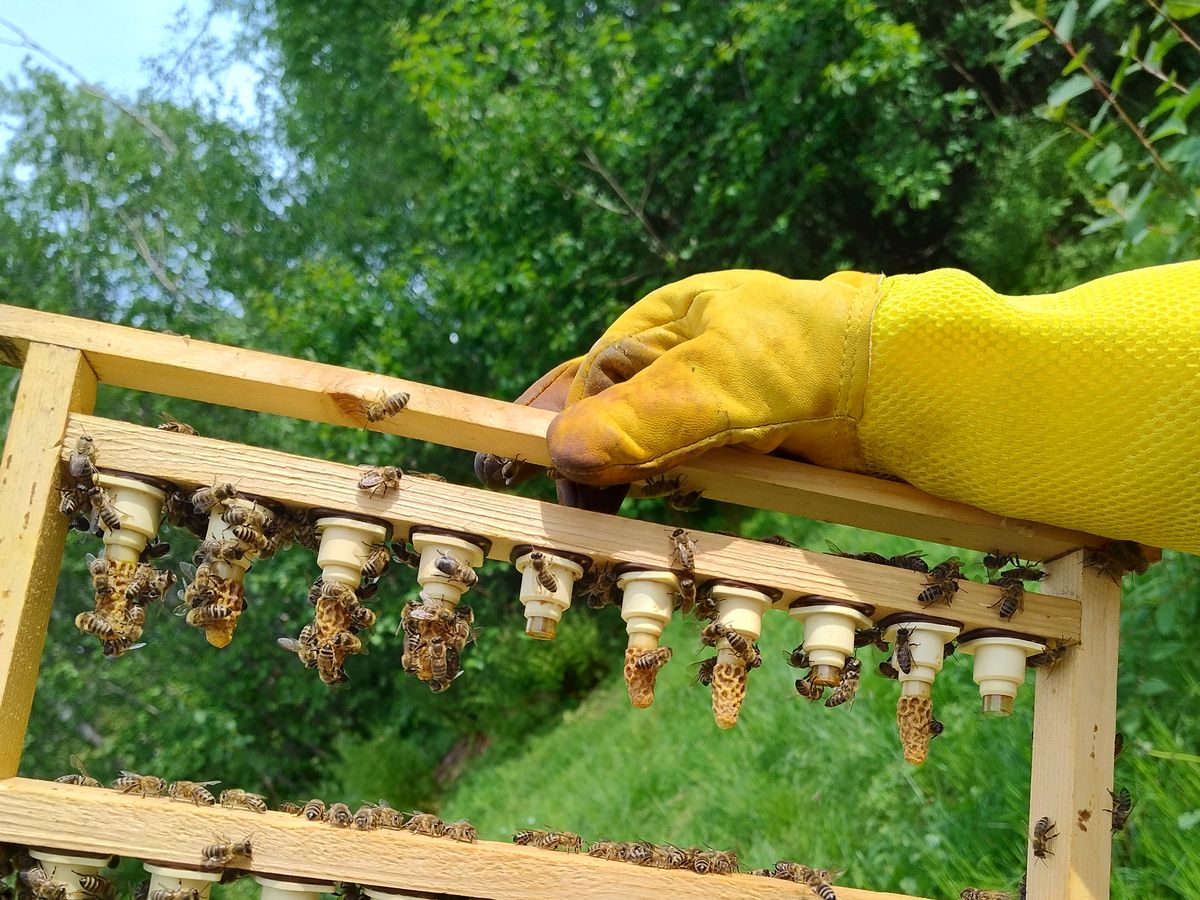 A queen-rearing frame with grafted cell cups, tended by worker bees
